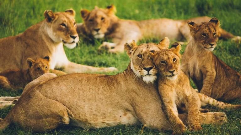 5 Days Full Serengeti Safari Game Package